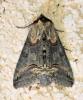 Abrostola triplasia
